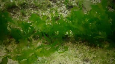 浒苔石莼intestinalis藻类听<strong>到底</strong>黑色的海